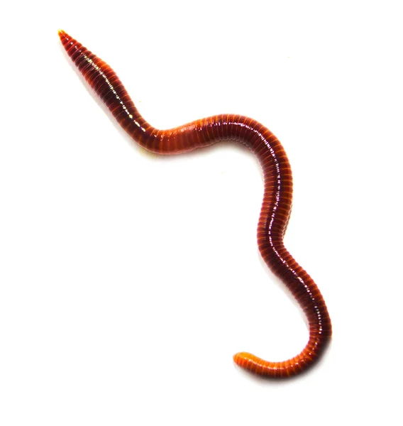 Earthworm Lumbricus Terrestris Vit Bakgrund — Stockfoto