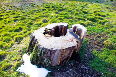 Güneşli bir günde çayırda tökezle.  