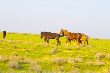 Doğa arka planında yeşil çimen