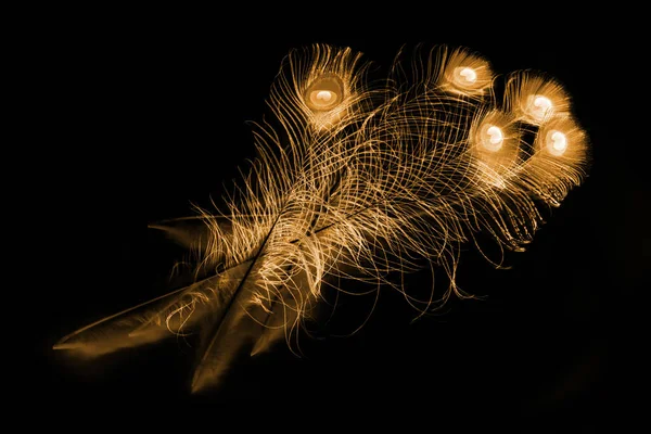 Yellow Feathers Bird Black Background — Stock Photo, Image