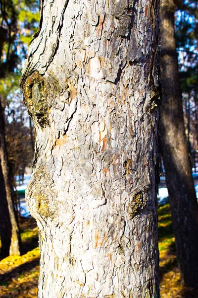 Träd Skogen Vintern — Stockfoto