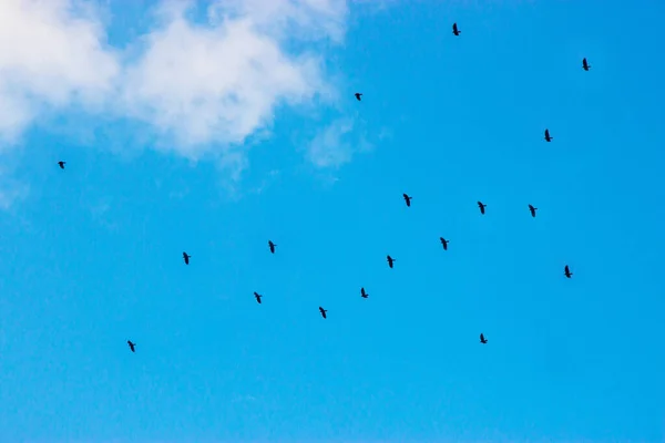 Pássaros Céu Desfocado Fundo Céu — Fotografia de Stock