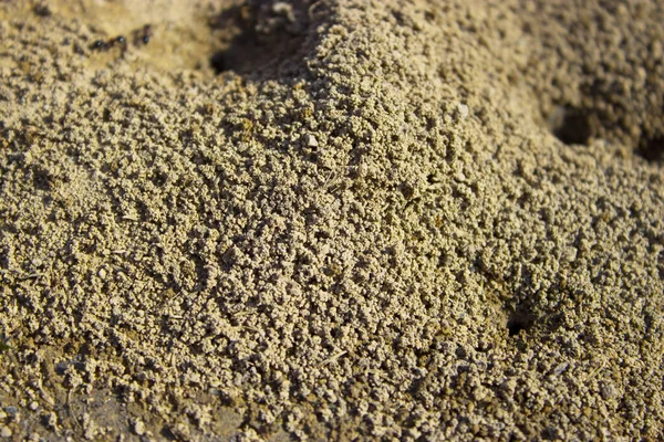 Ameisenhaufen Boden Nahsicht — Stockfoto