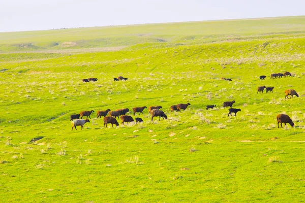 Grünes Gras Auf Naturhintergrund — Stockfoto