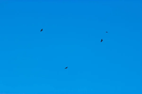 Vogels Lucht — Stockfoto