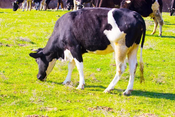 Vacas Pasto — Fotografia de Stock