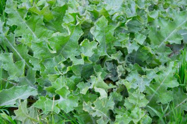 Bahçede yeşil marul yaprakları