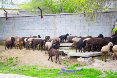 Koyun grubu taş duvarın yanında.