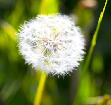 Arkaplan olarak karahindiba çiçeğini kapat