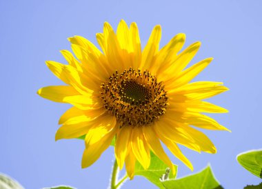 mavi arkaplanda ayçiçekleri