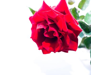 Beyaz arkaplanda kırmızı güller