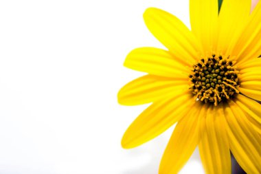 Sarı çiçek seti beyaz arkaplanda izole edilmiş.