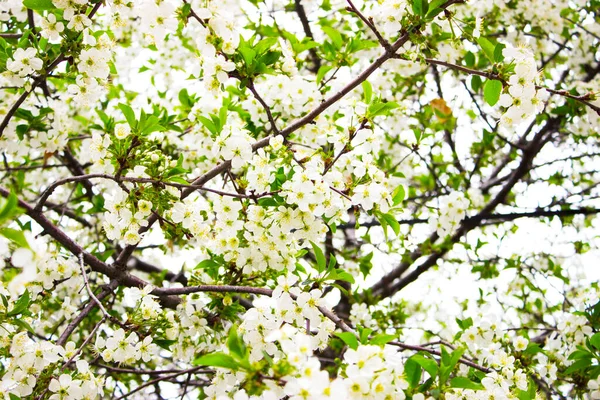 Цветение Деревьев Весной Белых Листьях — стоковое фото