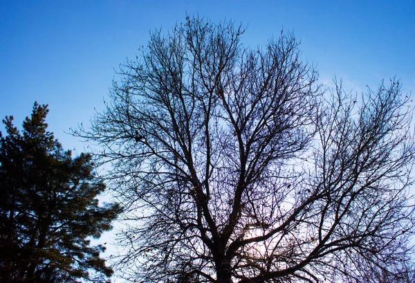 Träd Mot Himlen — Stockfoto