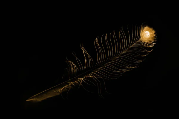 Plumas Amarillas Pájaro Sobre Fondo Negro — Foto de Stock