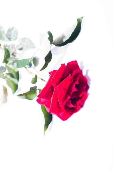 Czerwone Róże Białym Tle — Zdjęcie stockowe
