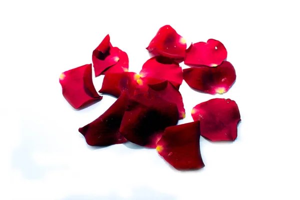 Krásné Okvětní Lístky Červené Růže Izolované Bílé — Stock fotografie