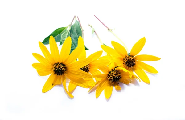 Yellow Flower Set Closeup Isolated White Background Stock Image