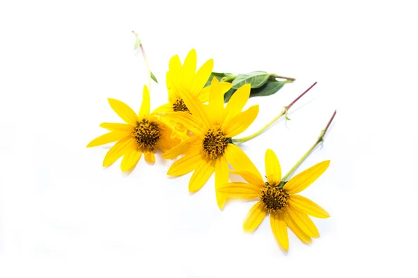 Yellow Flower Set Closeup Isolated White Background Royalty Free Stock Images