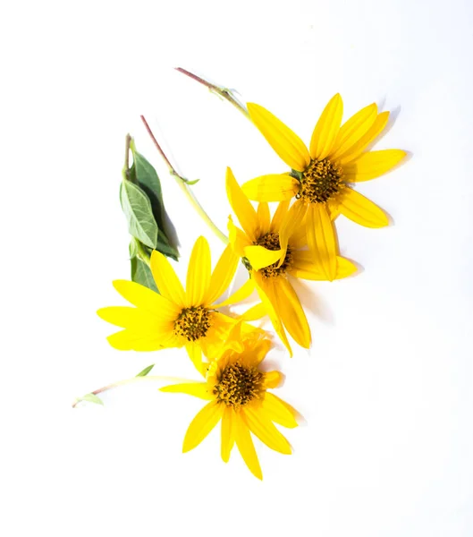 Yellow Flower Set Closeup Isolated White Background Stock Photo