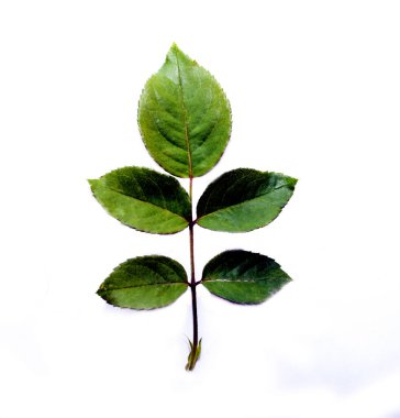  beyaz arkaplanda yeşil yapraklar izole