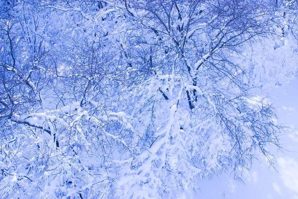 Äste Von Bäumen Schnee Auf Dem Hintergrund Der Natur — Stockfoto