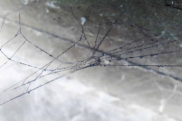 추상적 배경의 거미줄 — 스톡 사진