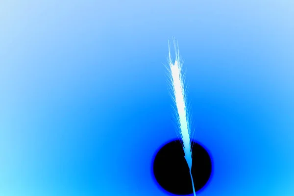 Σιτάρι Στο Ηλιοβασίλεμα Μπλε Μπλε Αφηρημένο Φόντο — Φωτογραφία Αρχείου