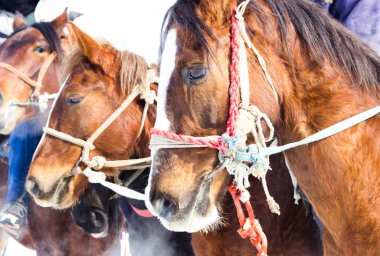 Bir atın kafasının, yakın plan görüntüsü. 