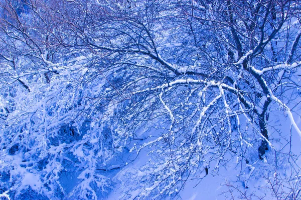 Rami Alberi Nella Neve Sullo Sfondo Della Natura — Foto Stock