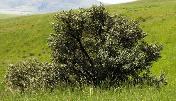 Apple Trees Green Field — Stock Photo, Image