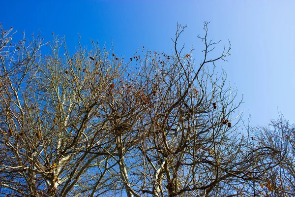Drzewo Tle Natury — Zdjęcie stockowe