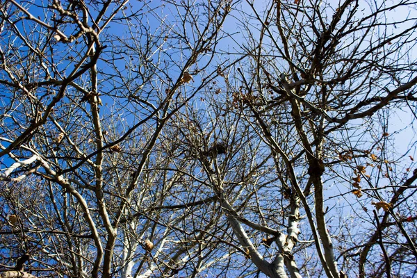 Baum Gegen Den Himmel Auf Naturhintergrund — Stockfoto