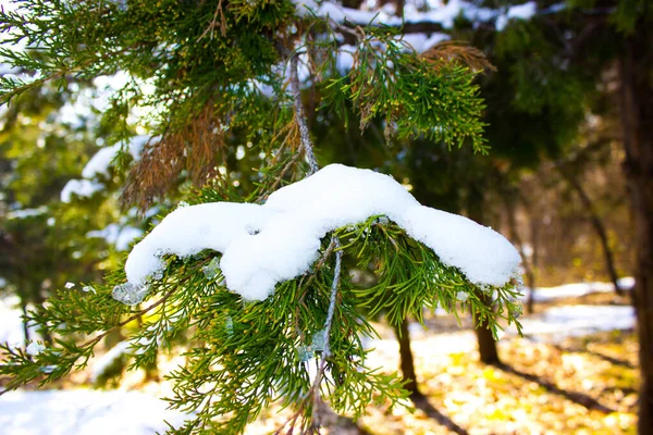 Neve Ramo Árvore Dia Ensolarado — Fotografia de Stock