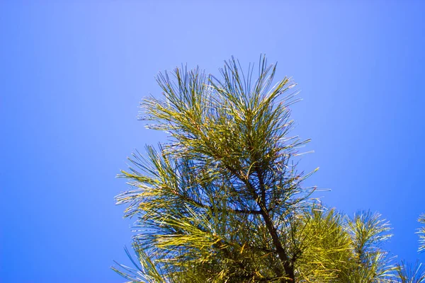 Árvore Contra Céu Fundo Natureza — Fotografia de Stock