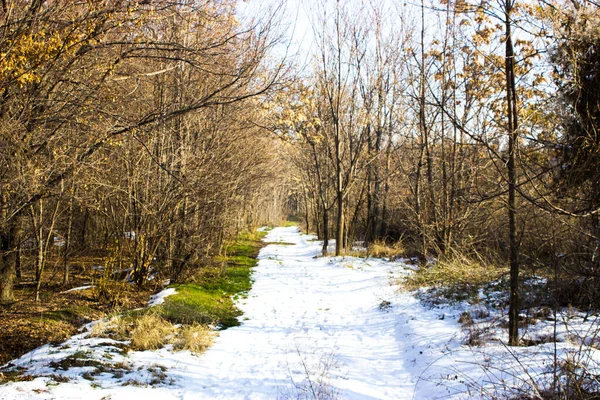 Árboles Bosque Invierno — Foto de Stock