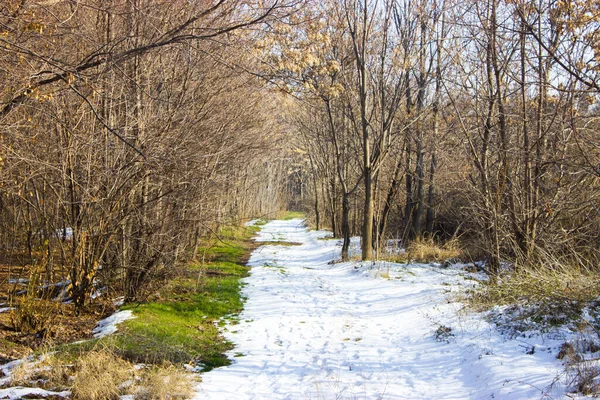 Árboles Bosque Invierno — Foto de Stock