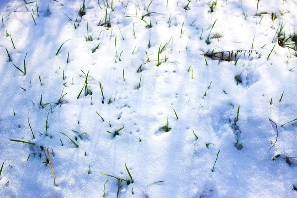 雪地里的草丛 — 图库照片