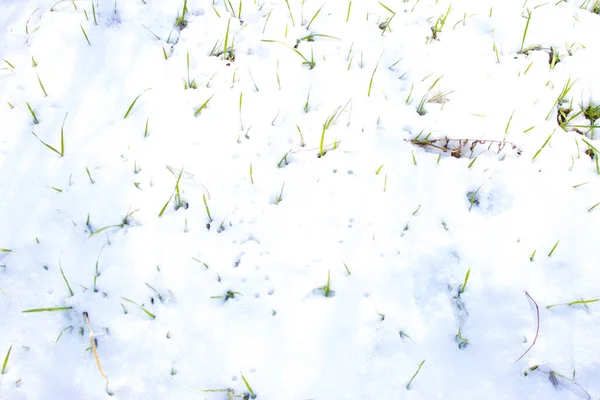 雪地里的草丛 — 图库照片