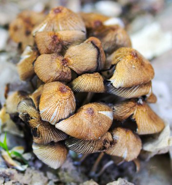 Zehirli mantarlar ormanda kapanıyor. 