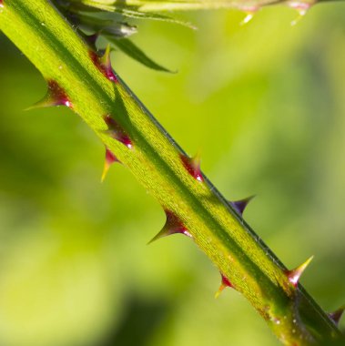dikenli güller, yakın çekim görüntüsü 