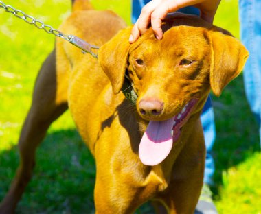 Demir yakalı kahverengi köpek.