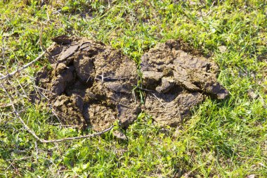 Cow shit on green grass