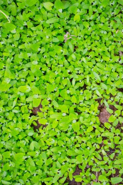 Arkaplan olarak kurumuş yapraklar, kopyalama alanı