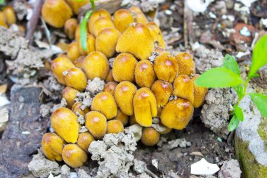 Vahşi ormanda mantar yağı.