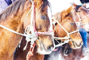Bir atın kafasının, yakın plan görüntüsü.