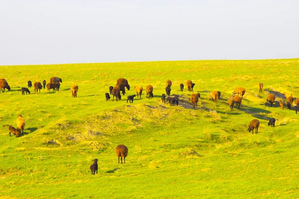 緑の草の自然背景 — ストック写真