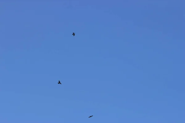 Pássaros Voando Céu Azul — Fotografia de Stock