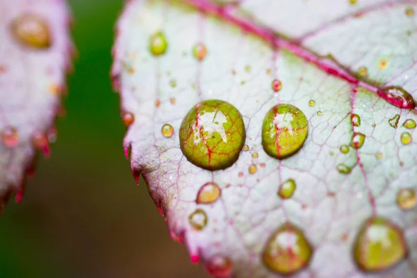 Water Drops Background Copy Space — Stock Photo, Image