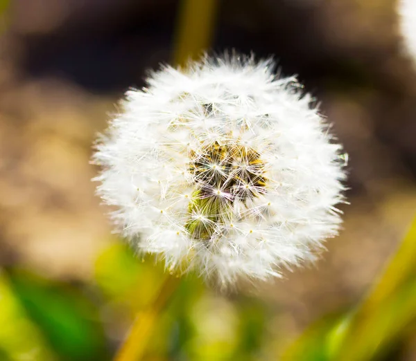 Arkaplan Olarak Karahindiba Çiçeğini Kapat — Stok fotoğraf